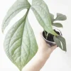 Silver Monstera Amydrium Live Plant - Rare Indoor Houseplant - Silver Foliage - Image 1
