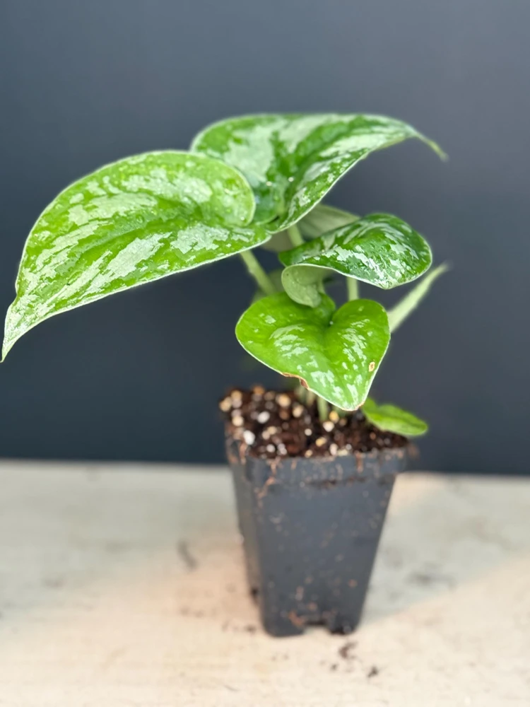 Silver Satin Pothos Live Plant - Scindapsus Pictus Exotica Houseplant - Image 2