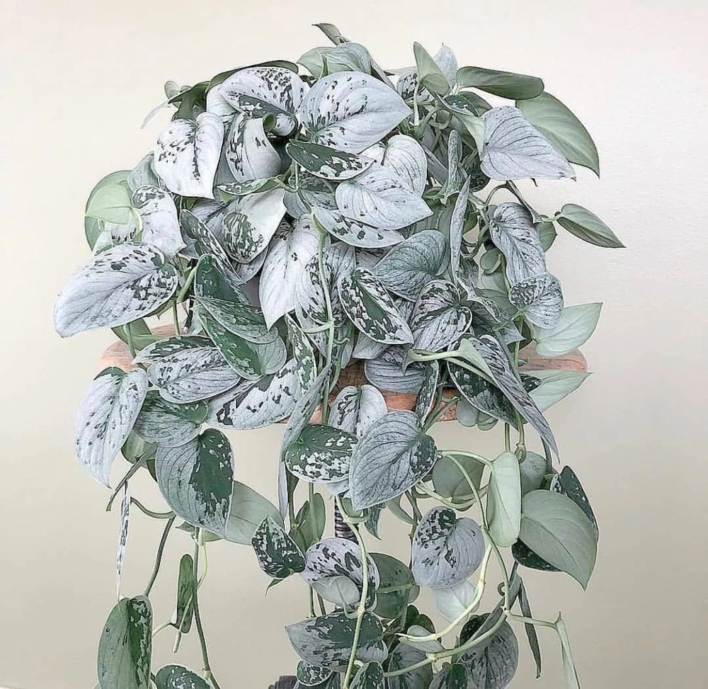 Silver Satin Pothos Live Plant - Scindapsus Pictus Exotica Houseplant - Image 1