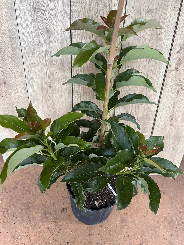 Simmonds Avocado Tree Live Plant - Grafted, 3 Gallon Pot, Fruit Bearing - Cannot ship to CA - Image 2
