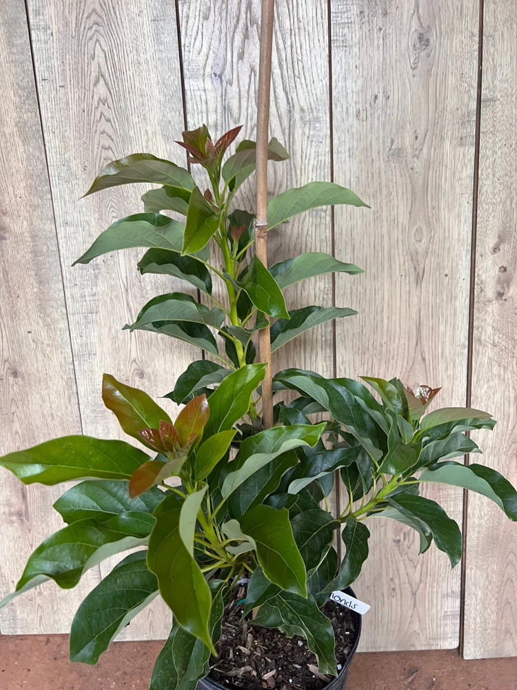 Simmonds Avocado Tree Live Plant - Grafted, 3 Gallon Pot, Fruit Bearing - Cannot ship to CA - Image 3