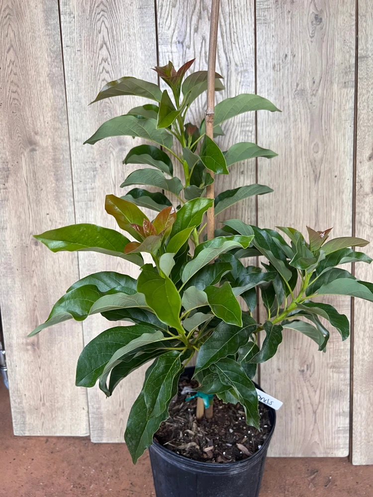 Simmonds Avocado Tree Live Plant - Grafted, 3 Gallon Pot, Fruit Bearing - Cannot ship to CA - Image 4