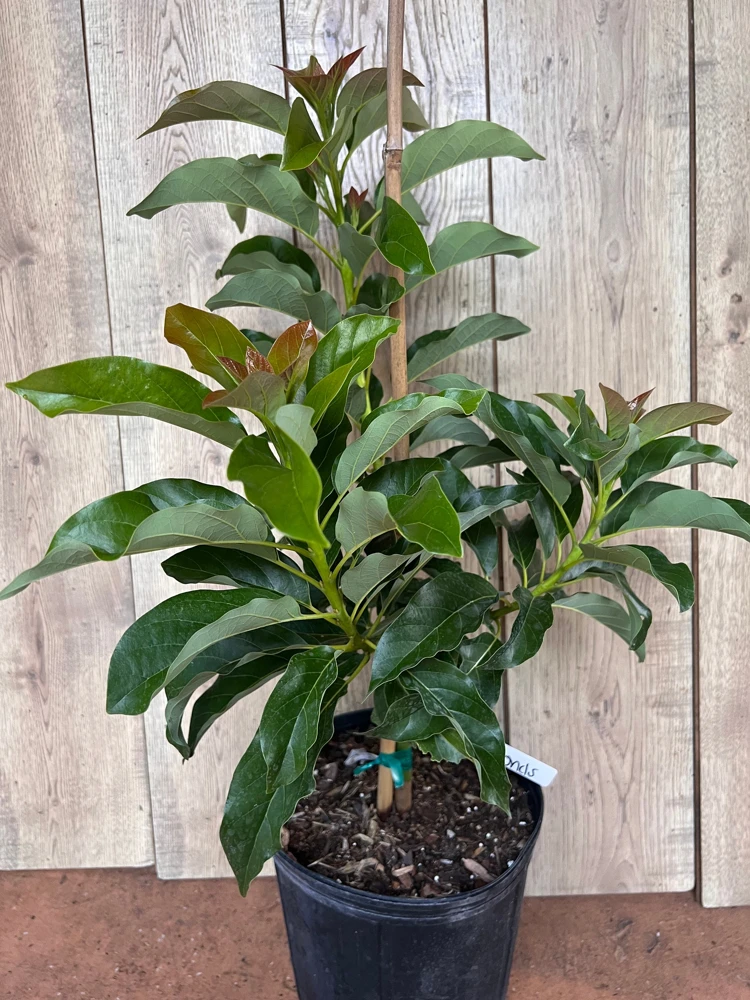 Simmonds Avocado Tree Live Plant - Grafted, 3 Gallon Pot, Fruit Bearing - Cannot ship to CA - Image 5