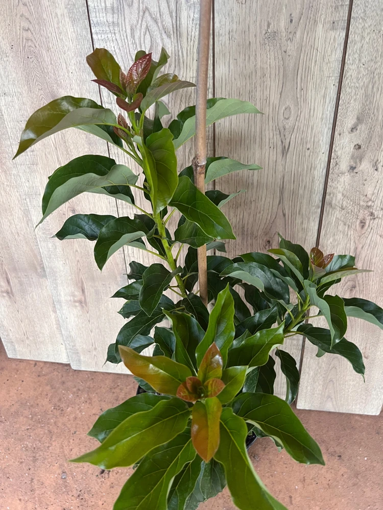Simmonds Avocado Tree Live Plant - Grafted, 3 Gallon Pot, Fruit Bearing - Cannot ship to CA - Image 6