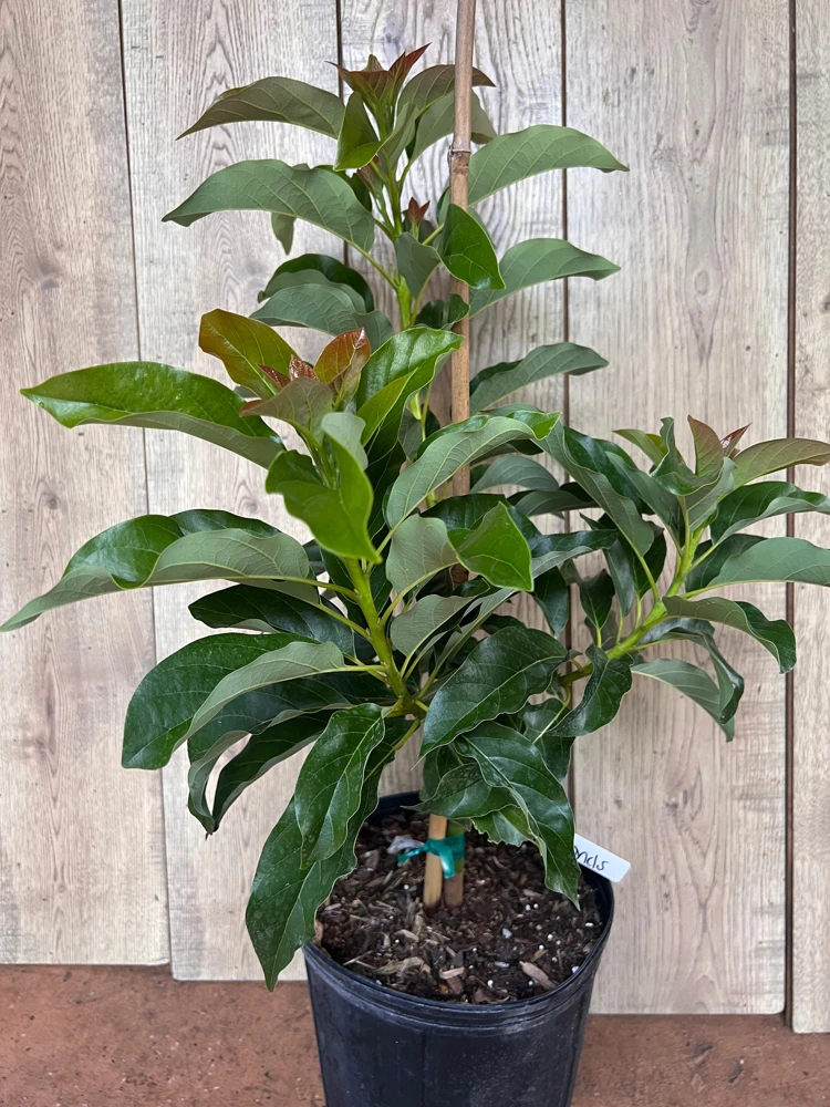 Simmonds Avocado Tree Live Plant - Grafted, 3 Gallon Pot, Fruit Bearing - Cannot ship to CA - Image 7