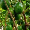 Simmonds Avocado Tree Live Plant - Grafted, 3 Gallon Pot, Fruit Bearing - Cannot ship to CA - Image 1