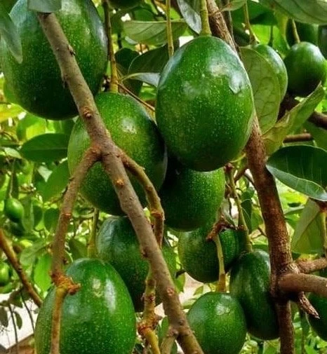 Simmonds Avocado Tree Live Plant - Grafted, 3 Gallon Pot, Fruit Bearing - Cannot ship to CA - Image 1