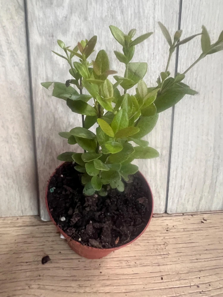 Simpson Stopper Live Plant – 4 inch Pot – Myrcianthes Fragrans – Outdoor Shrub - Cannot ship to CA - Image 2
