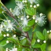 Simpson Stopper Live Plant – 4 inch Pot – Myrcianthes Fragrans – Outdoor Shrub - Cannot ship to CA - Image 1