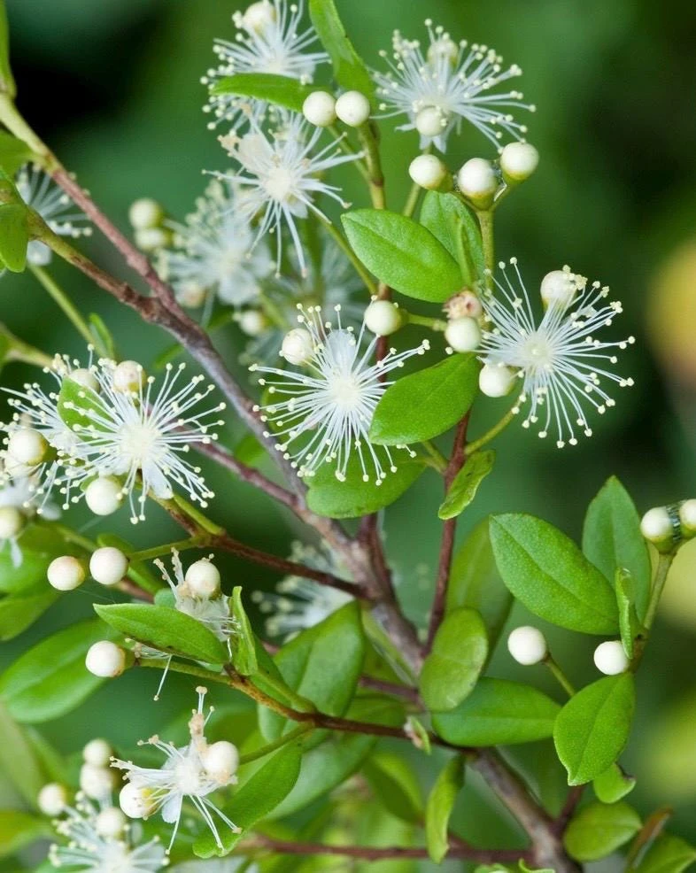 Simpson Stopper Live Plant – 4 inch Pot – Myrcianthes Fragrans – Outdoor Shrub - Cannot ship to CA - Image 1