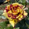 Simsalabim Multi-Color Rose Live Plant - Rare Striped Roses for Garden, 3-5 ft Tall - Image 1
