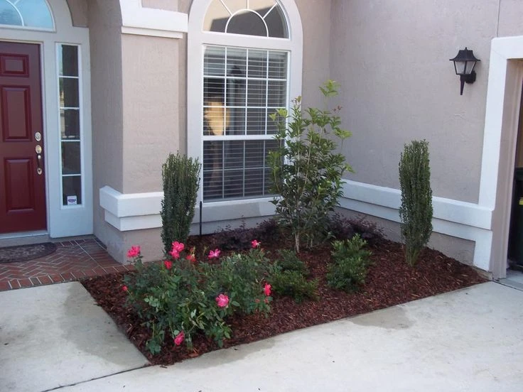 Sky Pencil Holly Live Plant – Evergreen Shrub – 2.5 inch Pot – Outdoor - Image 2