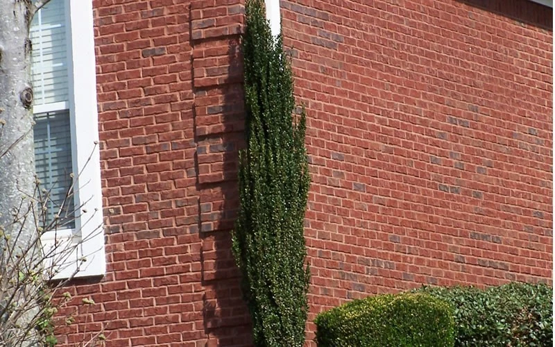 Sky Pencil Holly Live Plant – Evergreen Shrub – 2.5 inch Pot – Outdoor - Image 3