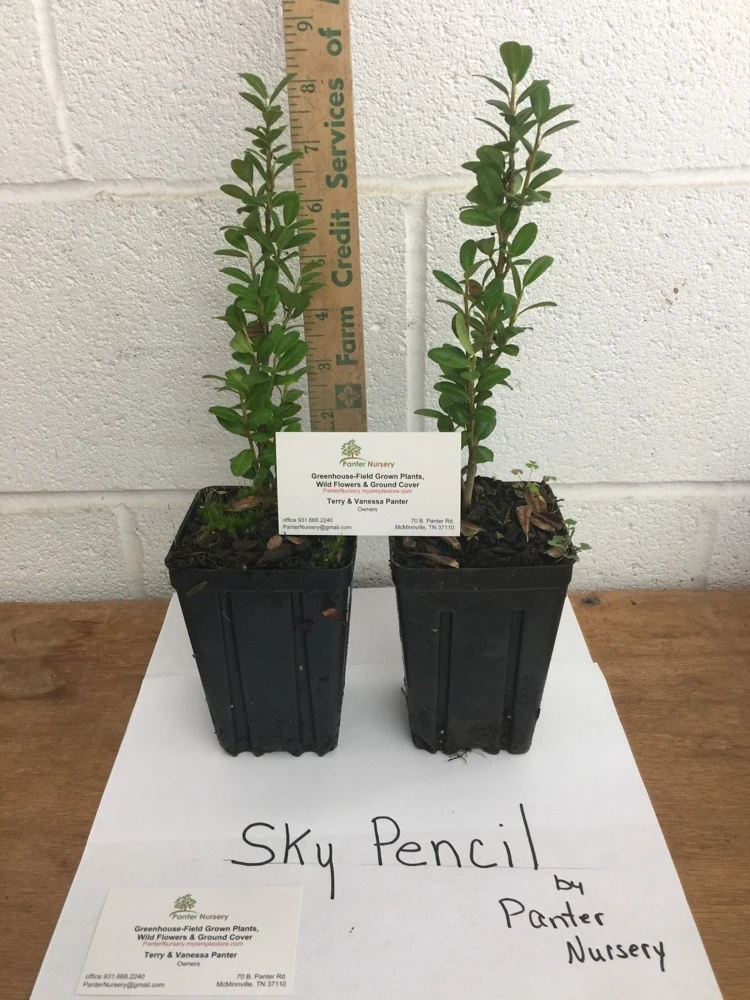 Sky Pencil Holly Live Plant – Evergreen Shrub – 2.5 inch Pot – Outdoor - Image 4