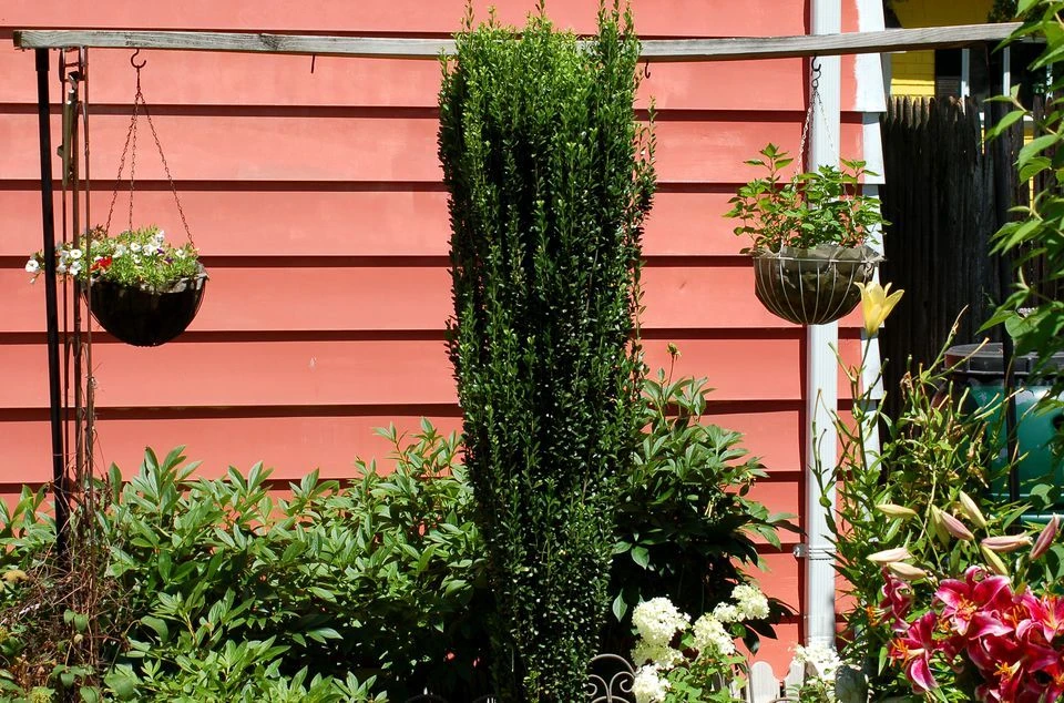 Sky Pencil Holly Live Plant – Evergreen Shrub – 2.5 inch Pot – Outdoor - Image 5