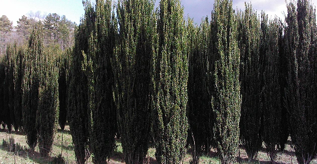 Sky Pencil Holly Live Plant – Evergreen Shrub – 2.5 inch Pot – Outdoor - Image 6