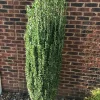 Sky Pencil Holly Live Plant – Evergreen Shrub – 4 inch Pot – Outdoor - Image 1