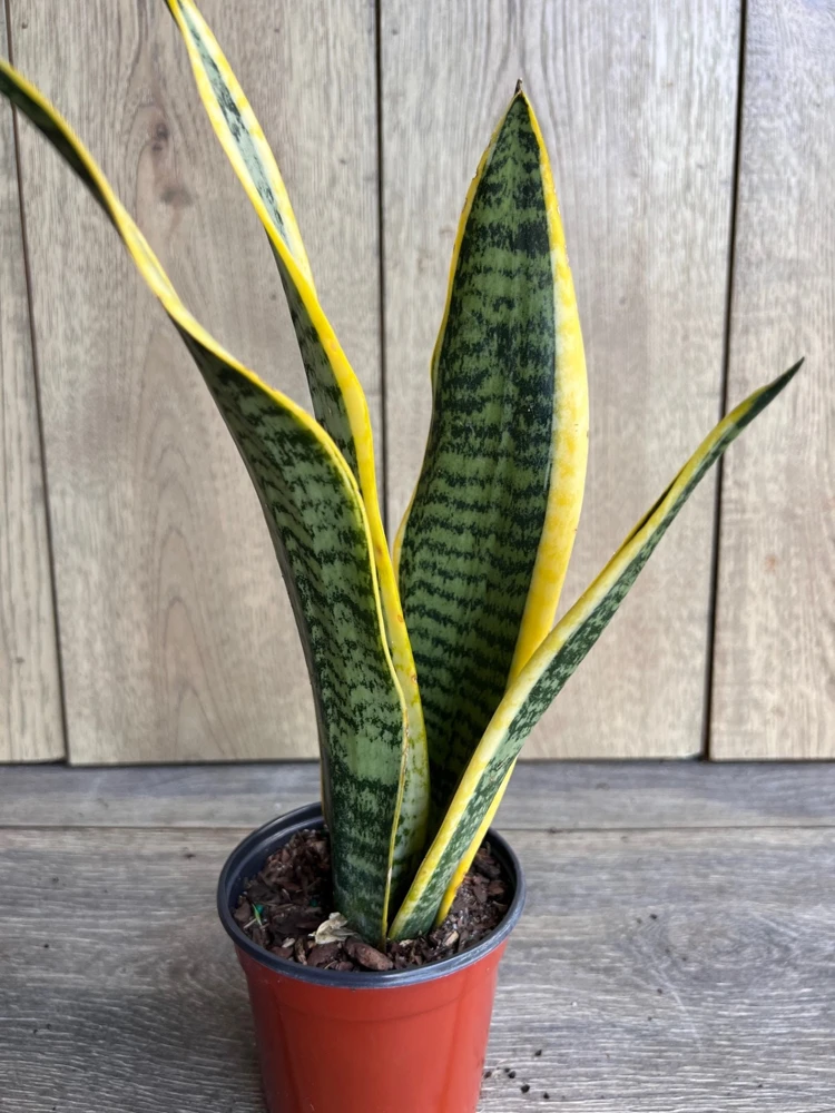 Snake Plant Laurentii Live Plant – 4" Pot – Indoor Air Purifier Houseplant - Cannot ship to CA - Image 2