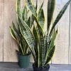 Snake Plant Laurentii Live Plant – 4" Pot – Indoor Air Purifier Houseplant - Cannot ship to CA - Image 1