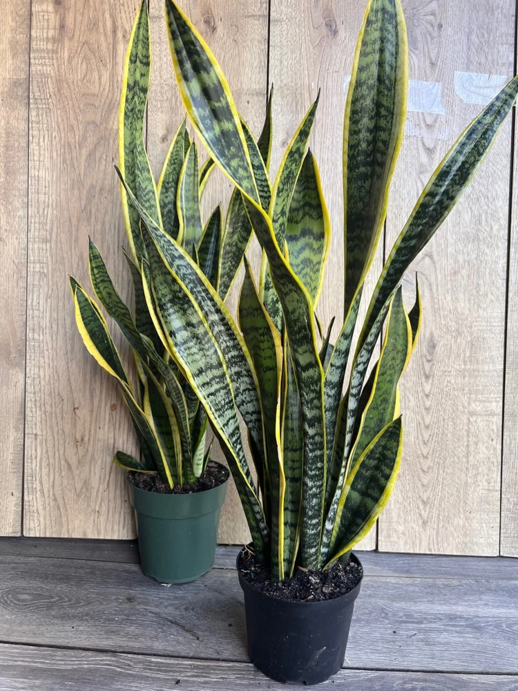 Snake Plant Laurentii Live Plant – 4" Pot – Indoor Air Purifier Houseplant - Cannot ship to CA - Image 1