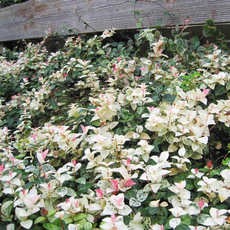 Snow Jasmine Live Plant Starter - Fragrant White Blooms, Evergreen Shrub, Cold Hardy - Image 2