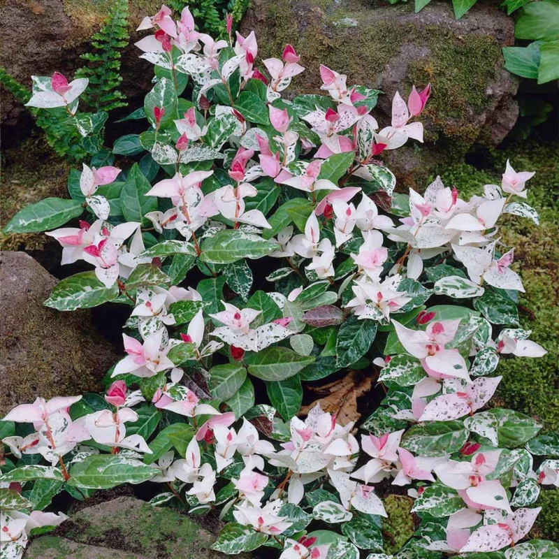 Snow Jasmine Live Plant Starter - Fragrant White Blooms, Evergreen Shrub, Cold Hardy - Image 1