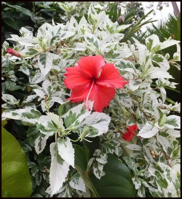 Snow Queen Hibiscus Live Plant – White Flowers – Perennial – 6-8 Feet Tall – Zone 4-9 - Image 2