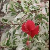 Snow Queen Hibiscus Live Plant – White Flowers – Perennial – 6-8 Feet Tall – Zone 4-9 - Image 1