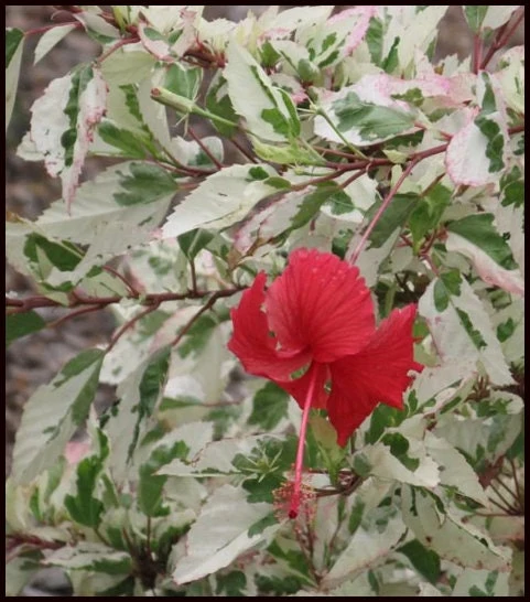 Snow Queen Hibiscus Live Plant – White Flowers – Perennial – 6-8 Feet Tall – Zone 4-9 - Image 1