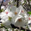Snowgoose Flowering Cherry Tree – Live Plant – 2.5-inch Pot – Outdoor - Image 1