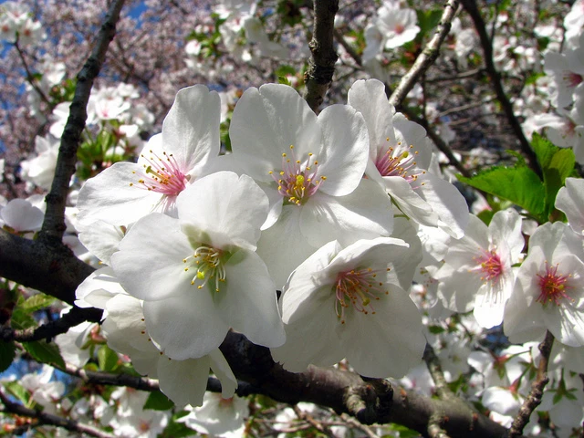 Snowgoose Flowering Cherry Tree – Live Plant – 2.5-inch Pot – Outdoor - Image 1