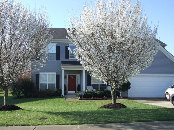 Snowgoose Flowering Cherry Tree – Live Plant – 2.5-inch Pot – Outdoor - Image 2