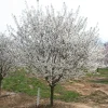 Snowgoose Flowering Cherry Tree – Live Plant – 2.5-inch Pot – Outdoor - Image 1