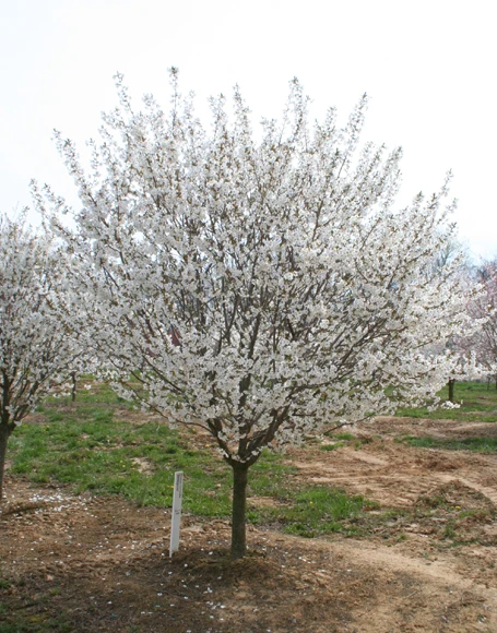 Snowgoose Flowering Cherry Tree – Live Plant – 2.5-inch Pot – Outdoor - Image 1