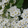 Snowmound Spirea Live Shrub – 4 inch Pot – Outdoor Flowering Plant - Image 1
