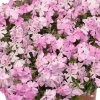 Soft Spring Pink Creeping Phlox Live Plant - Ground Cover, Pink Flowers, USDA Zones 3-9 - Image 1