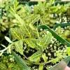 Solanum evolvulifolium Live Plant - Rare Tropical Vine, 4 inch Pot, Indoor - Image 1