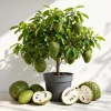 Soursop Live Plant - Guanabana Tropical Fruit Tree - 5-10 Inches Tall - Image 1