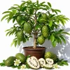 Soursop Live Plant - Sweet Guanabana Fruit Tree, 5-10 Inches Tall - Image 1