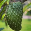 Soursop Tree Live Plant – Guanabana (Annona muricata) – 10 inch Pot - Cannot ship to CA - Image 1