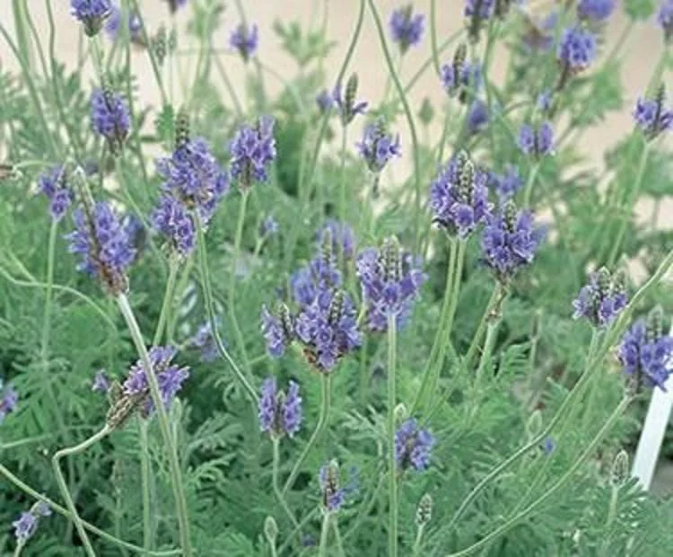 Spanish Lavender Live Plant - Purple Blooms, Scented, 4-inch Pot Starter - Image 2
