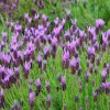 Spanish Lavender Live Plant - Purple Blooms, Scented, 4-inch Pot Starter - Image 1