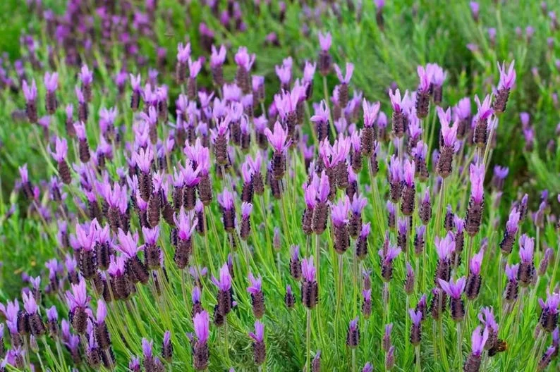 Spanish Lavender Live Plant - Purple Blooms, Scented, 4-inch Pot Starter - Image 1