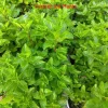 Spearmint Live Plant - 4 inch Tall Herb, Mentha spicata, Indoor/Outdoor - Image 1