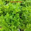 Spearmint Live Plant - Mentha spicata Herb - 4 inch Nursery Pot - Indoor/Outdoor - Image 1