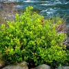 Spicebush Pond Berry Live Plant – Lindera benzoin – 1 Quart Pot – Outdoor Shrub - Image 1