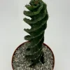 Spiral Cactus Live Plant - Cereus Forbesii Spiralis - 6 inch Pot - Indoor - Image 1