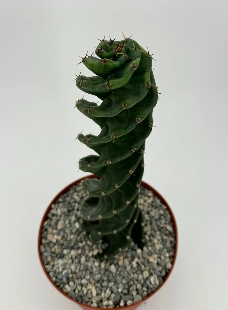 Spiral Cactus Live Plant - Cereus Forbesii Spiralis - 6 inch Pot - Indoor - Image 1