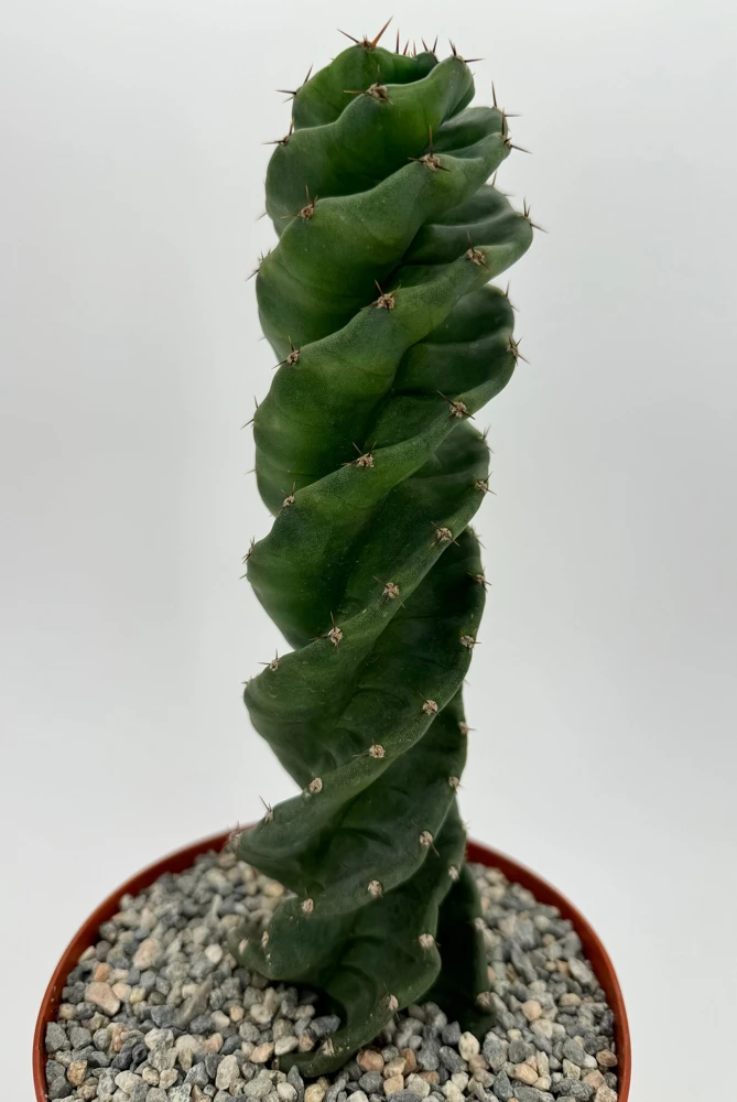 Spiral Cactus Live Plant - Cereus Forbesii Spiralis - 6 inch Pot - Indoor - Image 2