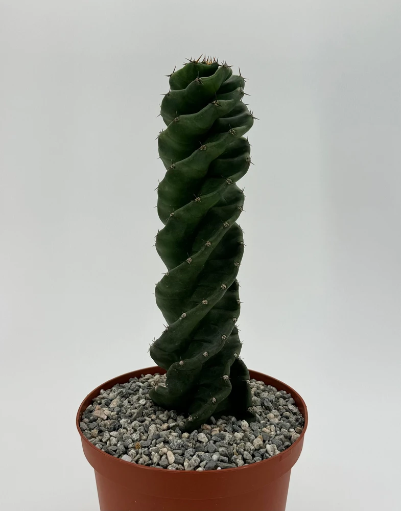 Spiral Cactus Live Plant - Cereus Forbesii Spiralis - 6 inch Pot - Indoor - Image 3